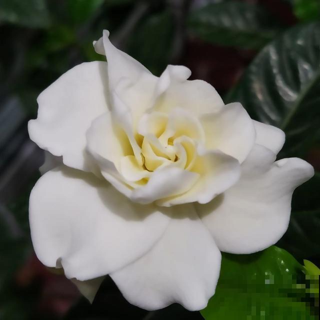 秋天扦插容易得花，一盆变10盆，稳赚不亏