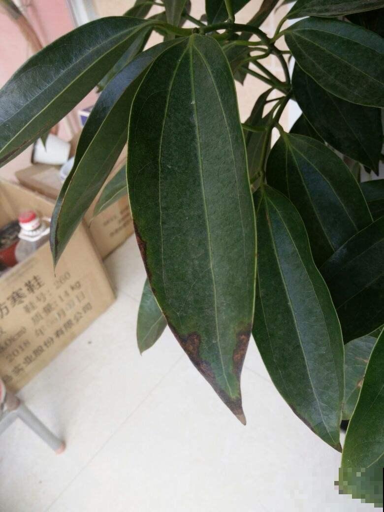 几种适合放在家里的清新绿植，净化空气除异味，还很好养活