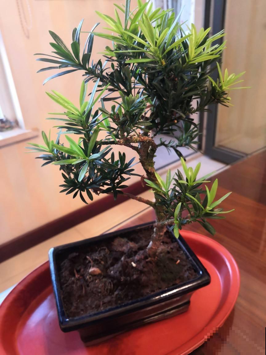这罗汉松一修剪就出形，不开花都很美，仔细闻还有香味！