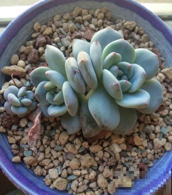 爱上多肉8年，她付出了所有，数量多到可以摆满整个天台！