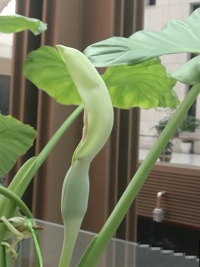 想让滴水观音冒水珠，这几点必须做好，否则还会干尖黄叶！
