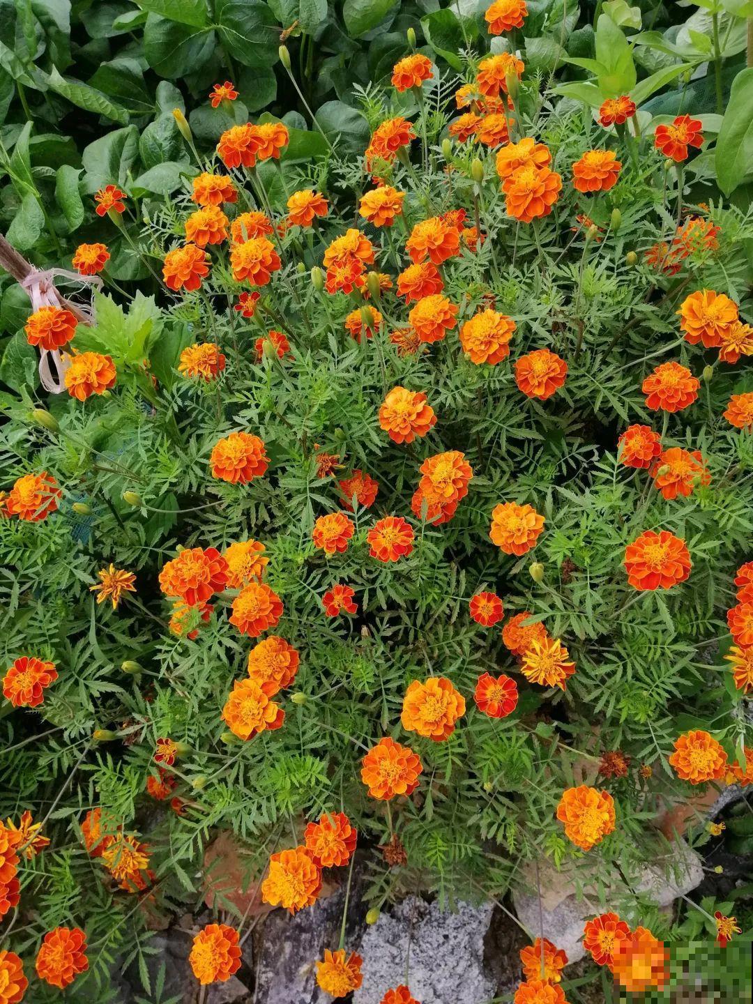 家里养了这花，满屋臭脚丫子味，真想全丢出去