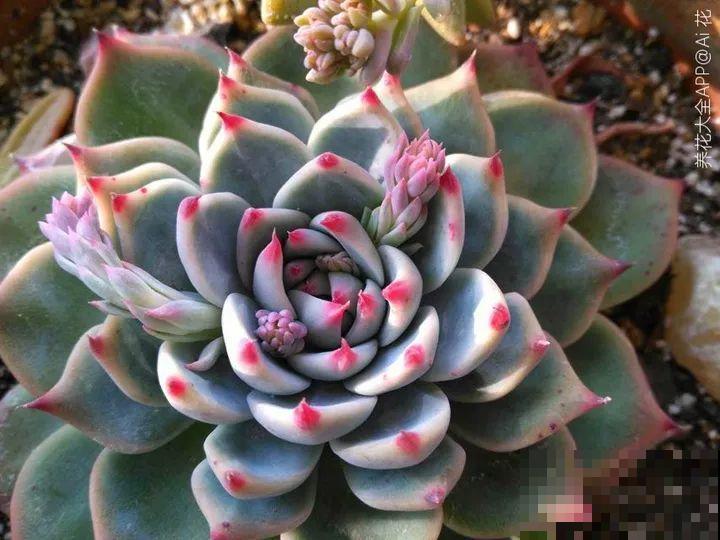 跟着他养多肉，年年不用买，结的种子撒土里就发芽！
