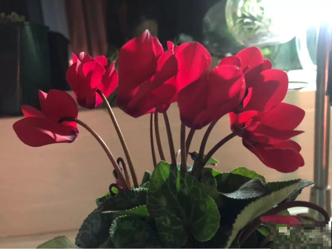 缩小版的仙客来，养养就爆盆，颜色鲜艳看着就喜庆！