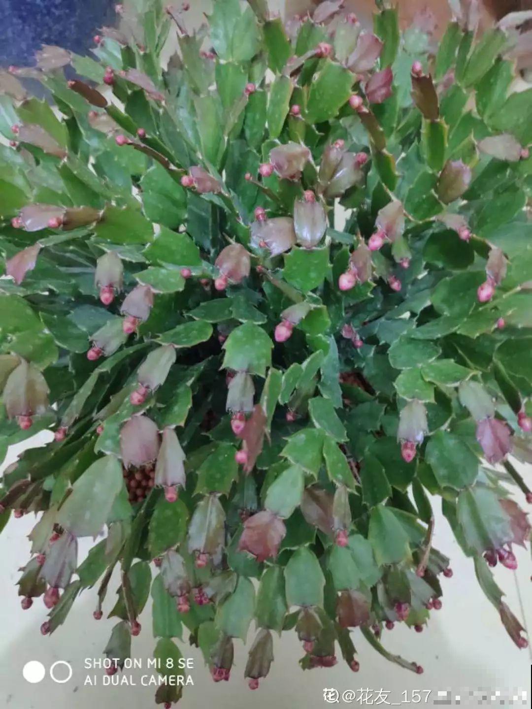 20种花不怕冷，大冬天照样开花，南北方都能养！