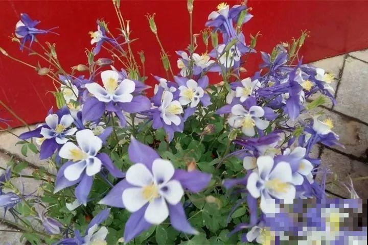 今年最时髦的11种花，摆在客厅有面子，谁见了都夸！