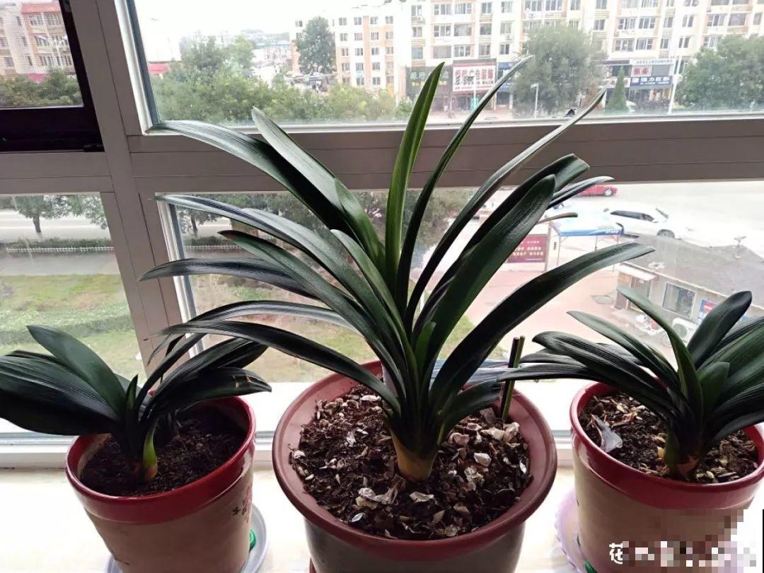 君子兰夹剪怎么办？这样一绑，自己蹭蹭窜出来！