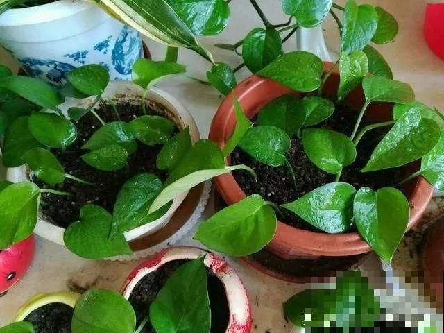 3种花，就得趁现在扦插，再晚就不生根了！
