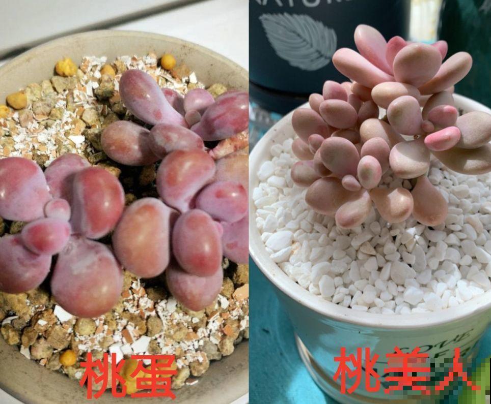 这几种多肉白送都不要，养不活还浪费钱，真坑！