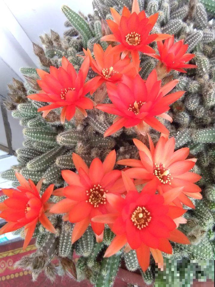 这8种花，养养就成巨无霸，3个大汉都搬不动！