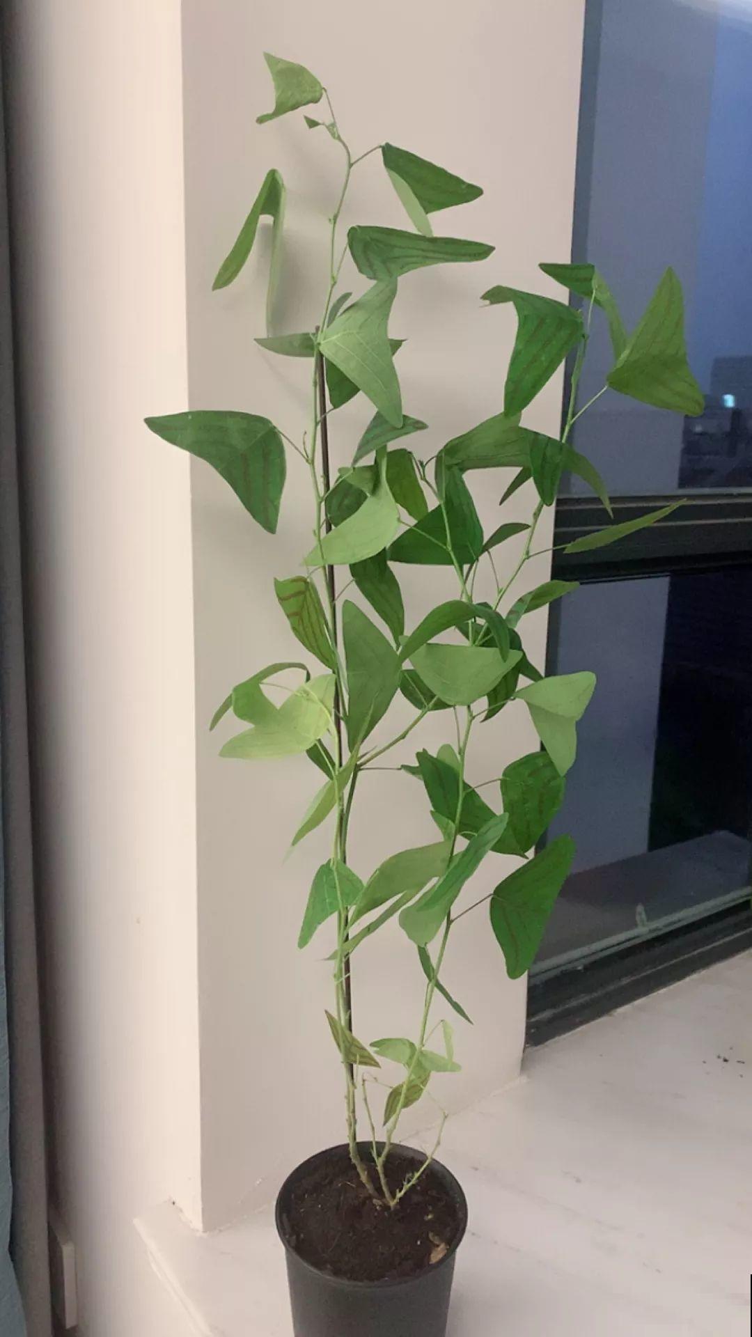 20种耐阴花，比绿萝好养，摆客厅名贵又有范儿！