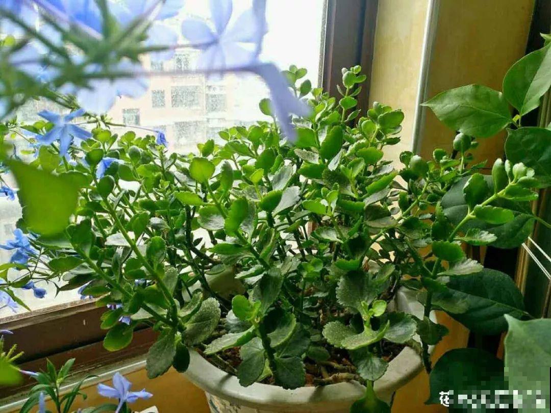 养这3种花，盆越小开花越多，放大盆里反而不长！