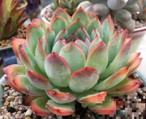 爱上多肉8年，她付出了所有，数量多到可以摆满整个天台！