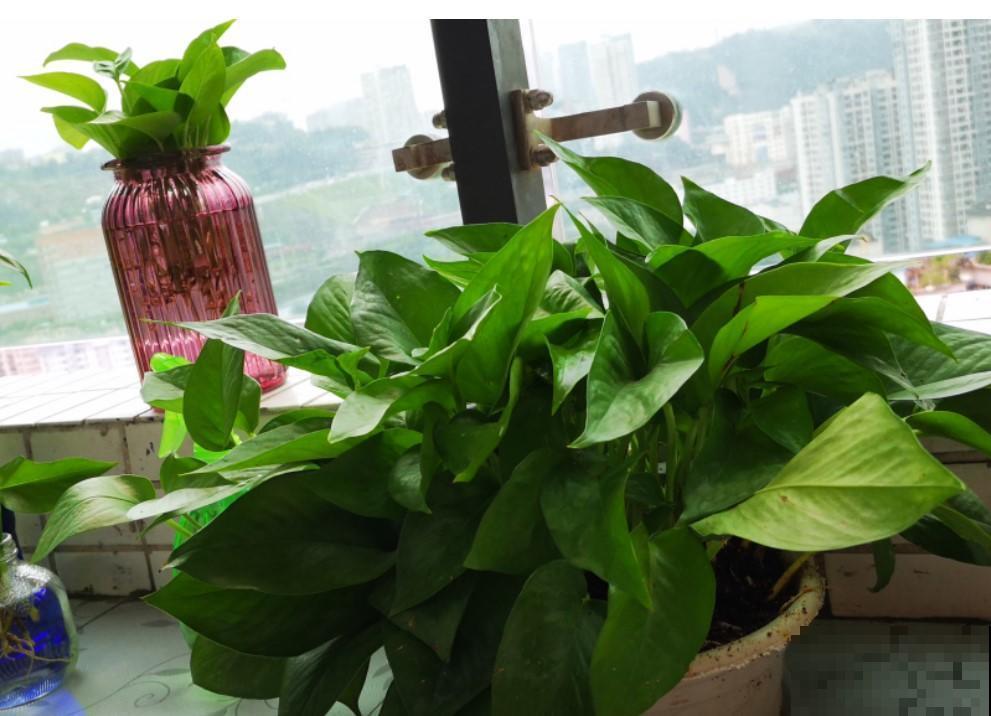 4种摆放的玄关植物，寓意好，门口的脚臭都清除掉！
