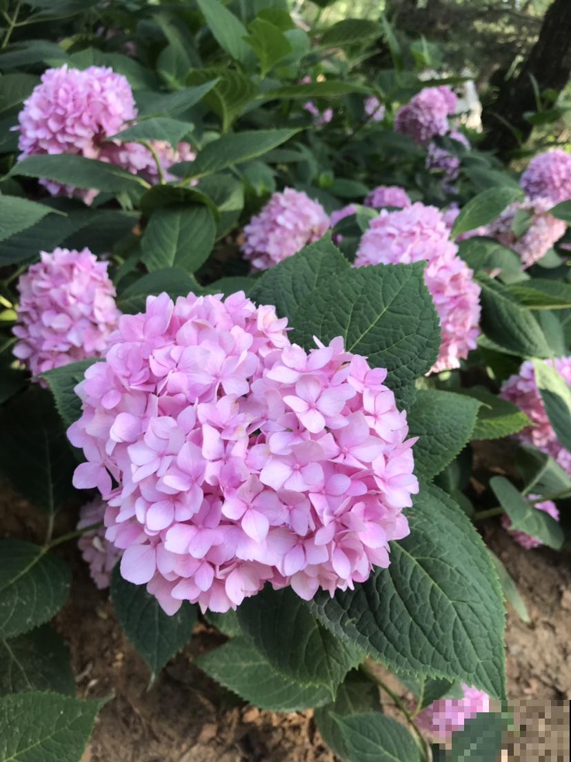 这花花型好看，色彩丰富，难怪这么招人喜欢