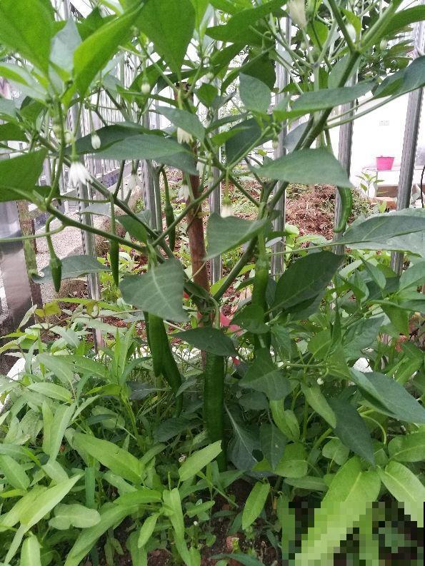 阳台上种菜总是有虫害，这该怎么办？解决方法在这