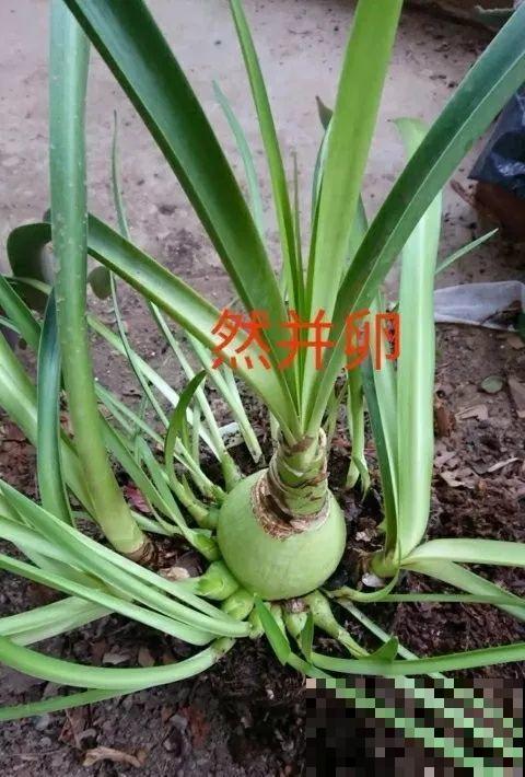 这花就爱窜小芽，摘下来蘸土就活，两个月又能长满一大盆！