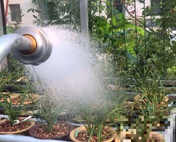 8种花秋冬要穷养，水一多就烂根，再不救只剩空盆！