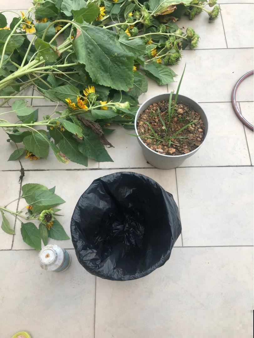 一年最适合堆肥就趁现在，把这玩意塞盆里就行，明年开春就能用