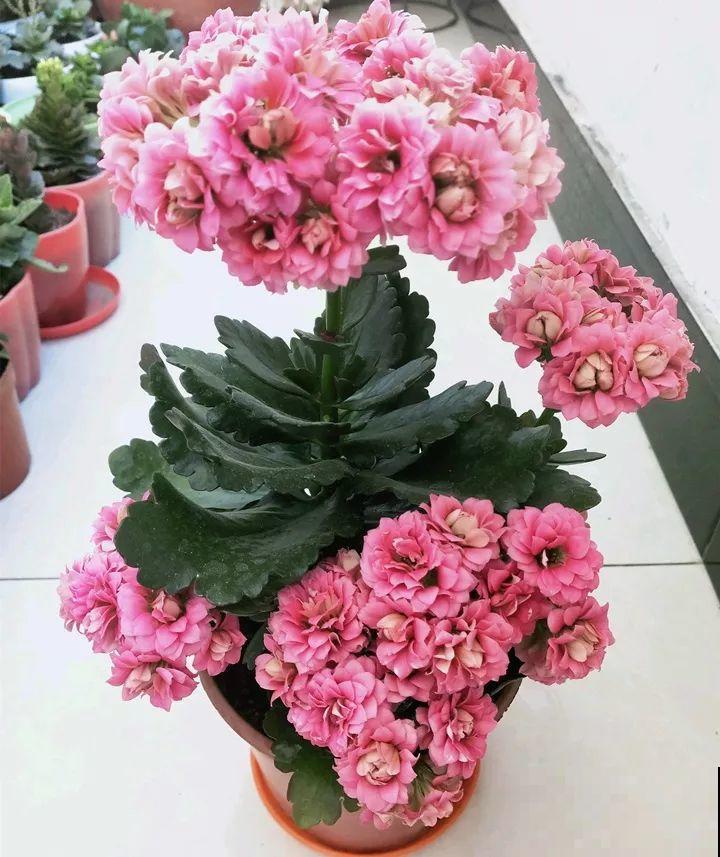 80个长寿花品种，全都美极了，只养1盆真的不够！