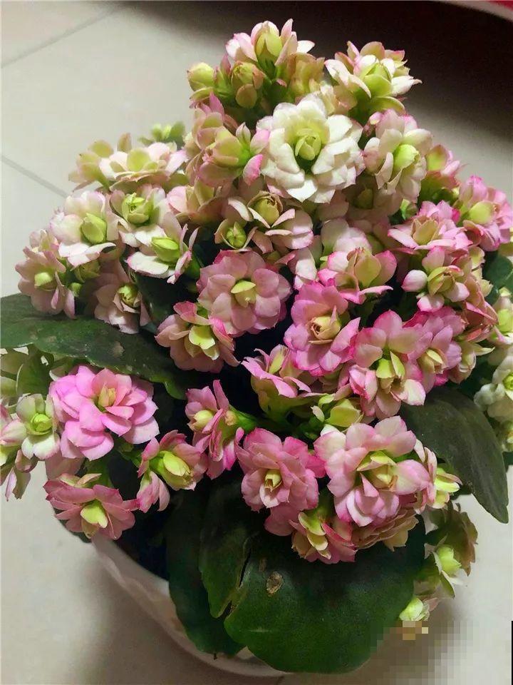 80个长寿花品种，全都美极了，只养1盆真的不够！