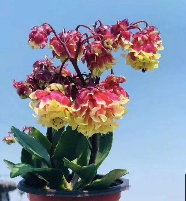 长寿花品种这么多，你只养过一种，亏不亏？