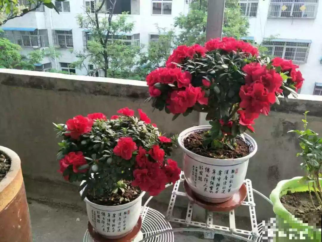 花市里猫腻多，碰见这10种花，再便宜也别买！