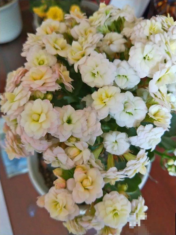 80个长寿花品种，全都美极了，只养1盆真的不够！