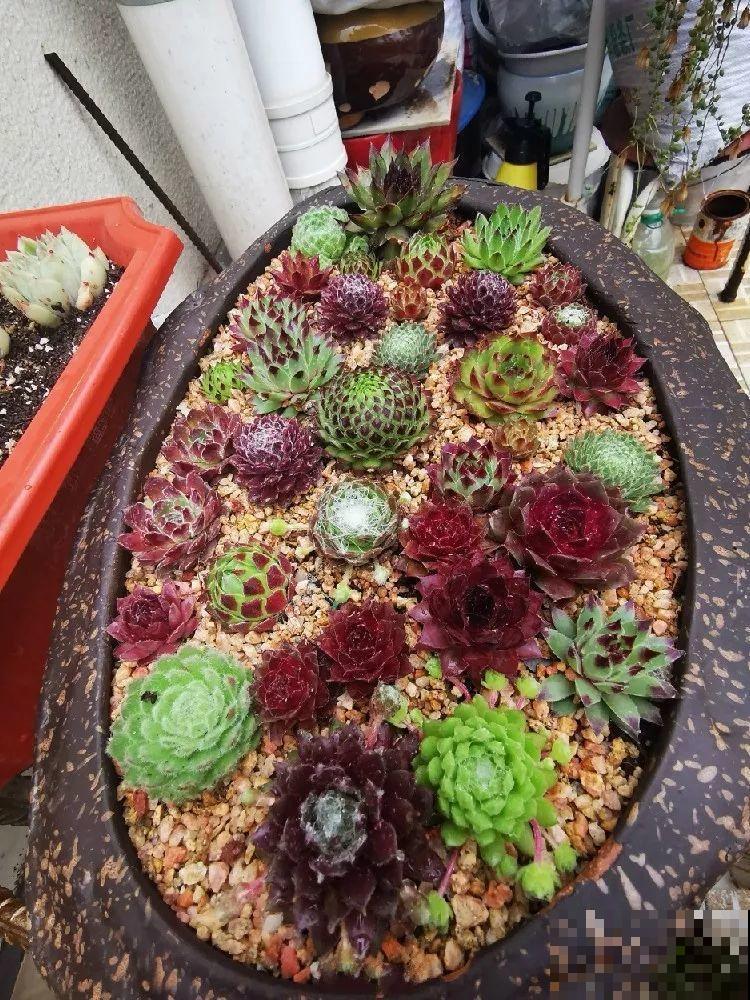 她在防盗窗养多肉，个个养出极品状态，看一眼出不来！