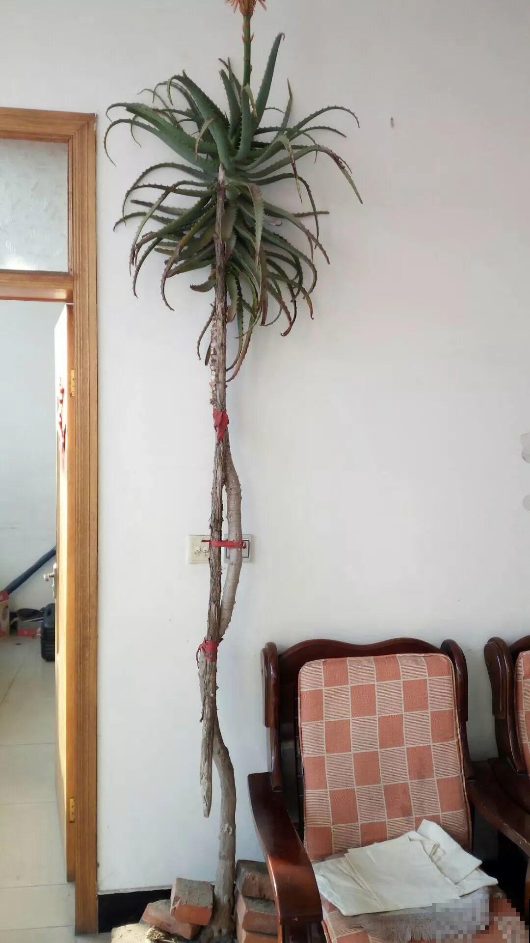 这4种花在他们手里，个个长成巨无霸，到底喂了啥好东西！