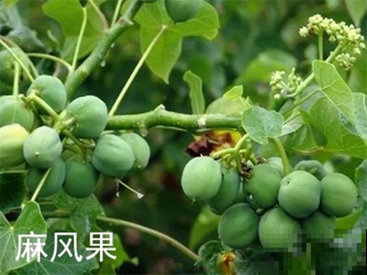 这15种花，别乱碰、别乱吃，家里能不养就不养！