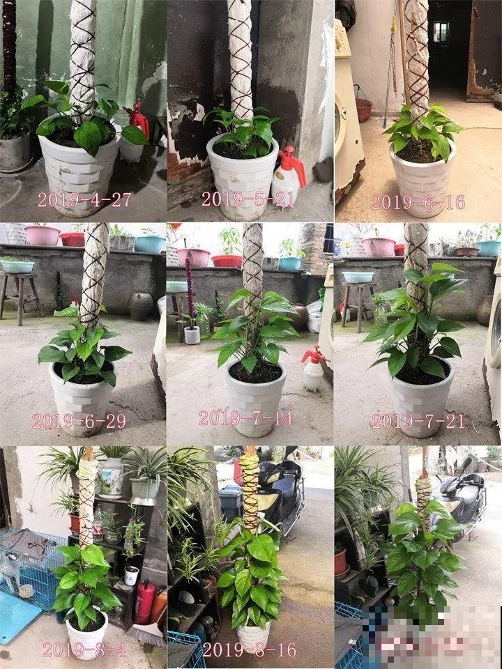 绿萝绑在柱子上，4个月蹿到2米高，一片叶子比脸大！