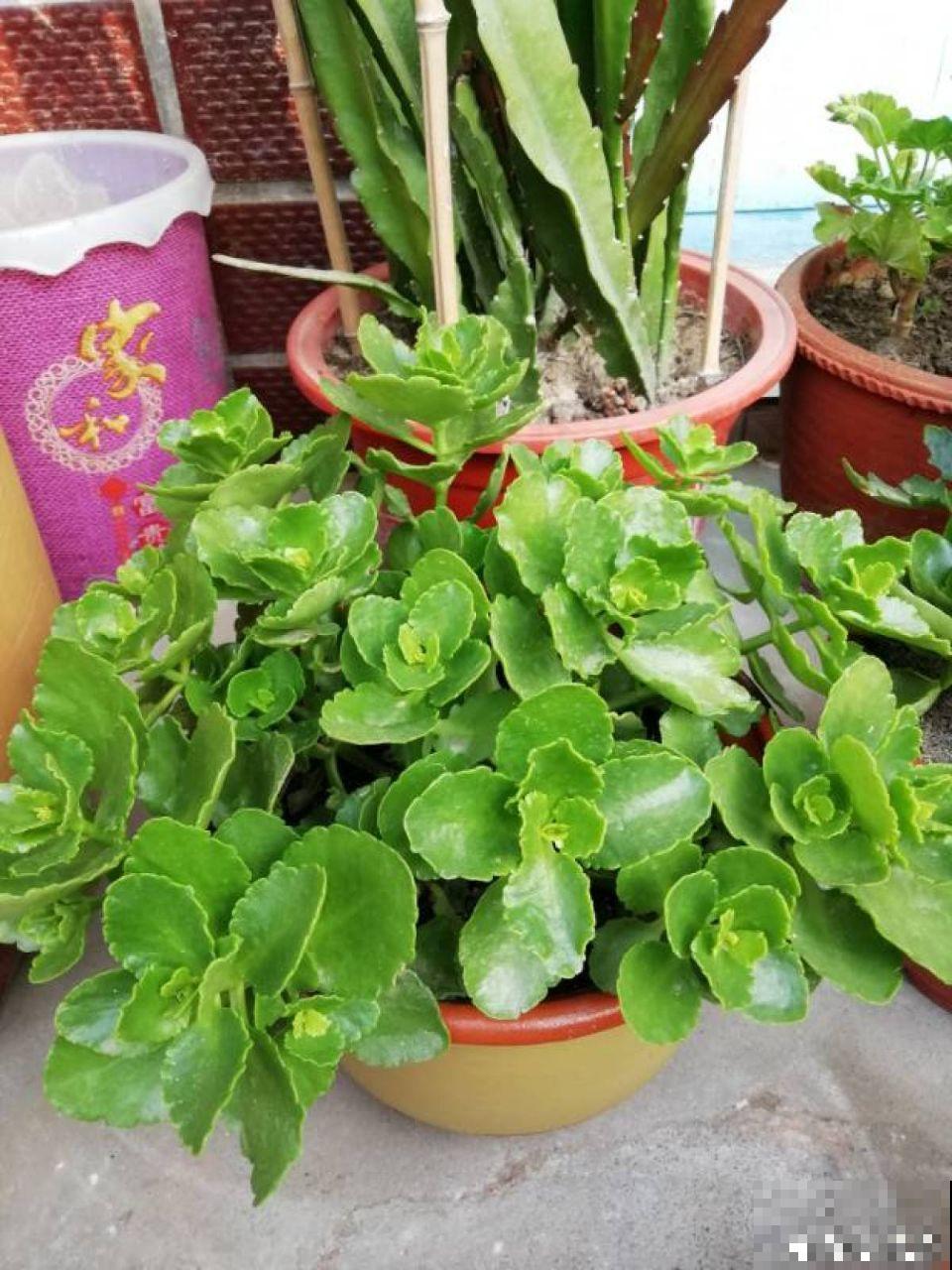 这花就得虐着养，套个袋子捂一捂，揭开立马冒花苞！