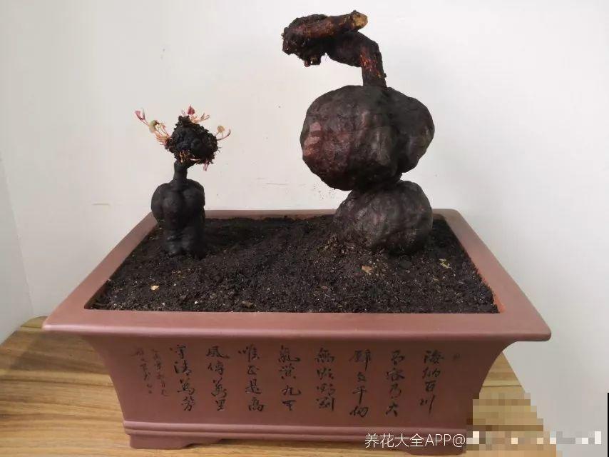 扔路边没人要的花，捡回去养1年，身价翻了20倍！