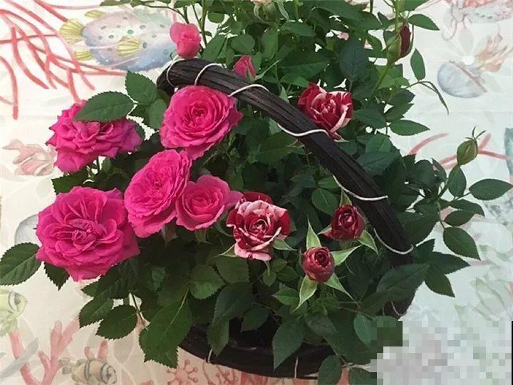 11月逛花市，这10种花还是别买了，养不活浪费钱！
