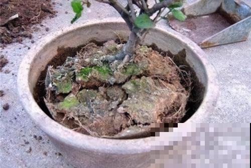 盆土板结得像大石头，来个人工呼吸就立马解决，花立马呼吸畅快！