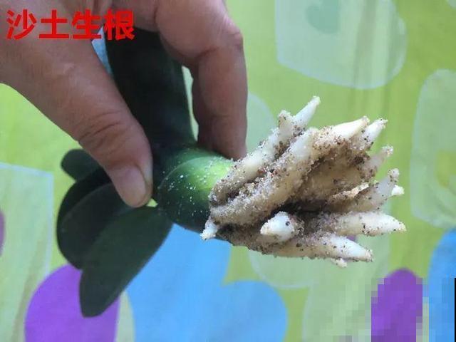 这3种花超耐旱，半个月不浇水，反而开花更多