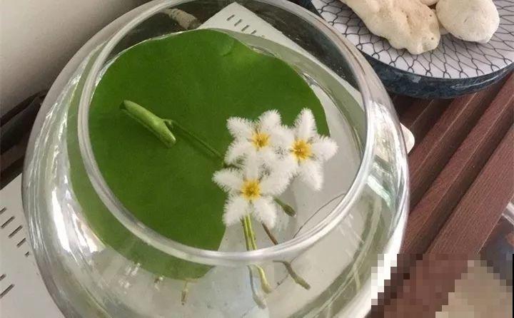 这花连开10个月，老妈非说是假花，幸好没拔！