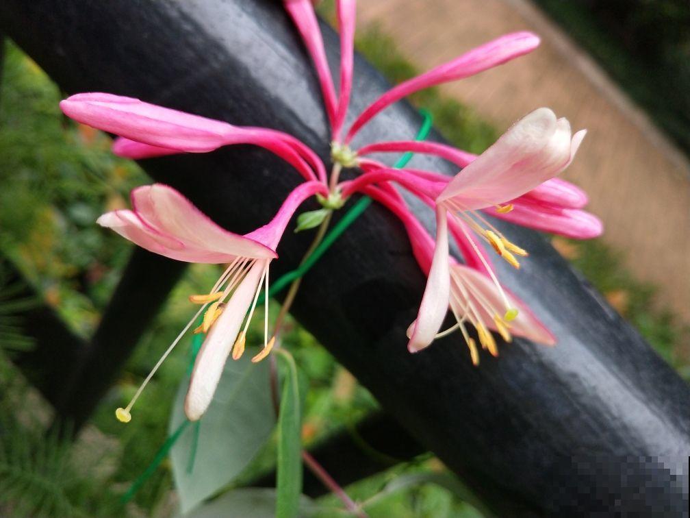 这6种花泡茶喝，缓解干燥，养生美颜