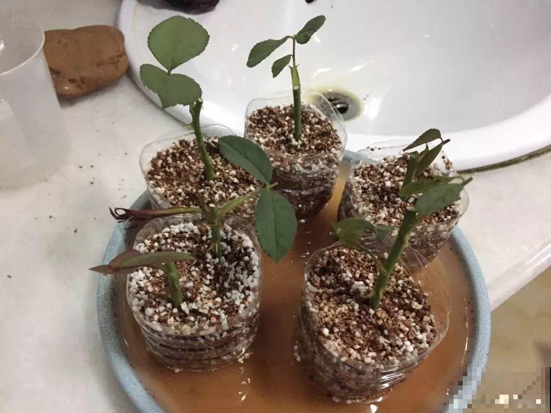 这3种花最好别扦插，越养越难看，重瓣花也能变单瓣！