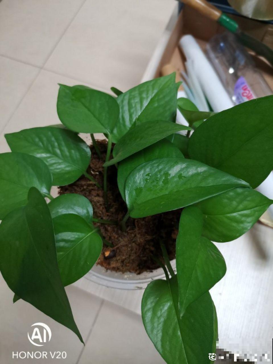 这花就得虐着养，套个袋子捂一捂，揭开立马冒花苞！