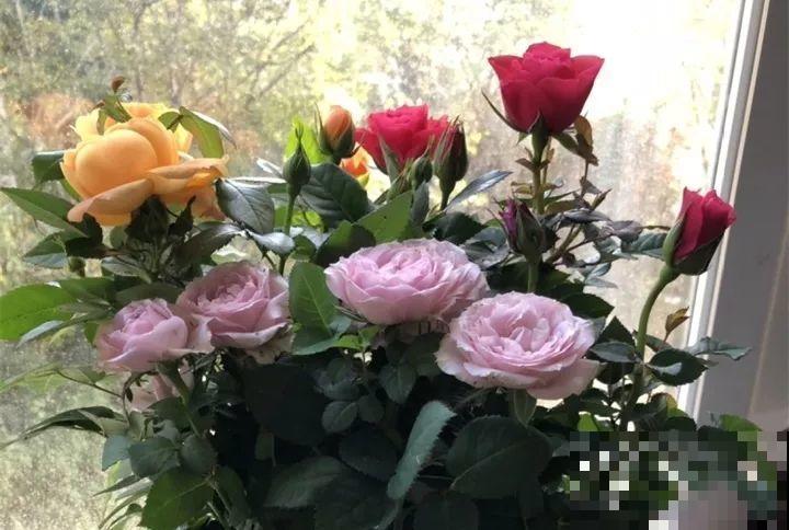 40种常见花，冬天就这么养，叶子绿油油照开不误！