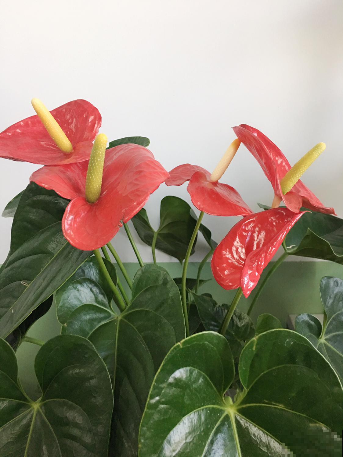 精心养护的红掌，结果养着养着就褪色，难道买到假花？