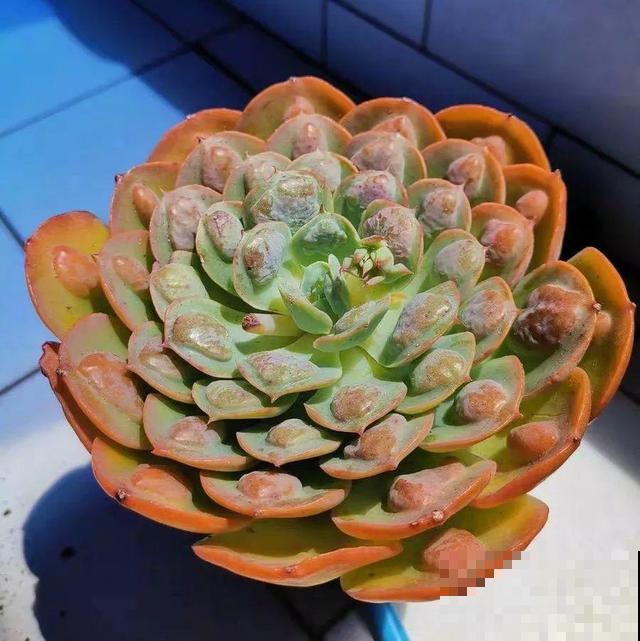 这6种多肉，刚买的时候丑的吓人，先别急着扔，越养越贵气！