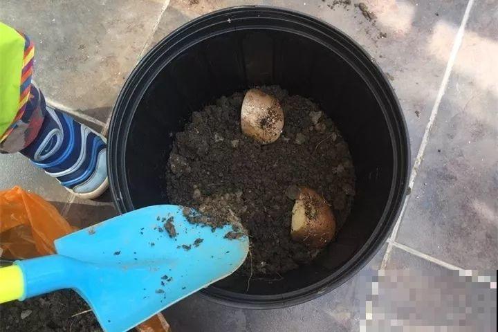 发芽的土豆先别扔，切块埋土里，仨月收获一箩筐！