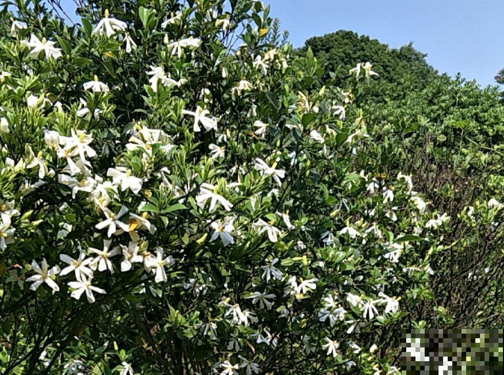这4种花最好养，轻松爆盆，年年都能够开花！