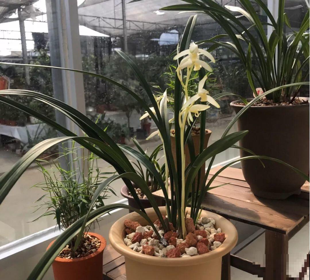 兰花最全养护要点，一年四季绿油油，开花还能香满屋！