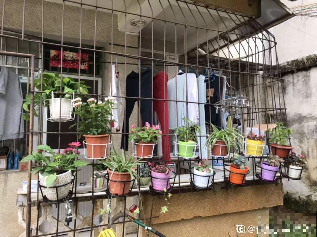 有个小院,养花喂猫,日子越过越充实! 有个小院,养花喂猫,日子越过越充实!