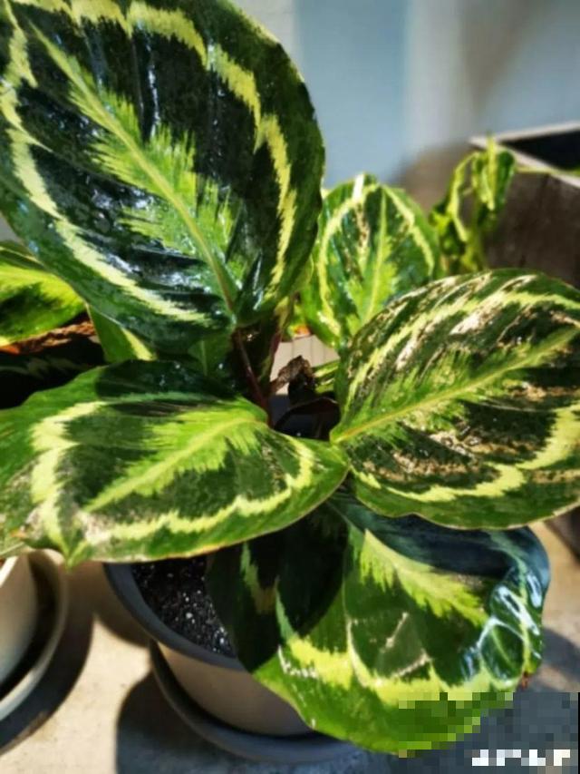 4种超耐阴的花，放客厅叶子红彤彤，有格调上档次！