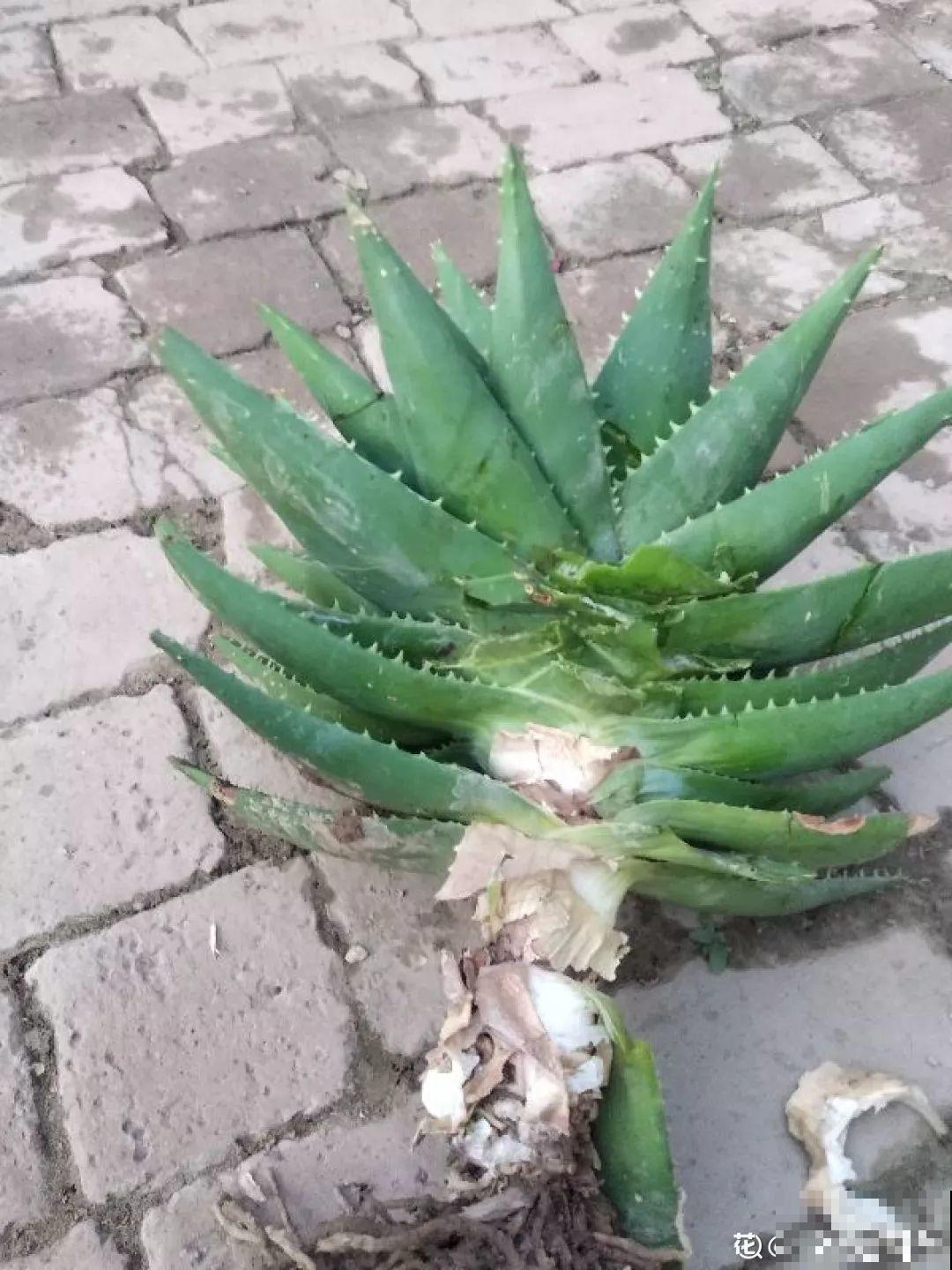 垃圾桶里捡到这3种花，剪一剪叶子就活，再也不用买花了！